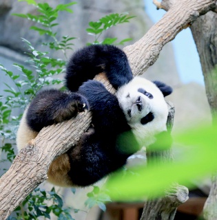 China Classic & Panda Tour