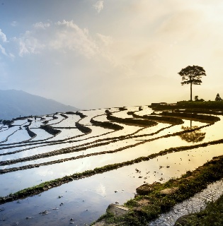 Yuanyang Terraces