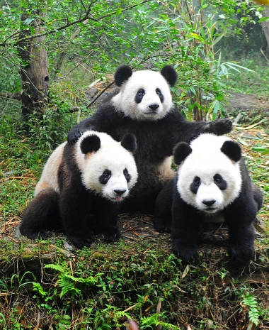 Chengdu