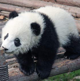 Chengdu Wonders: 10 Essential Attractions You Have to See
