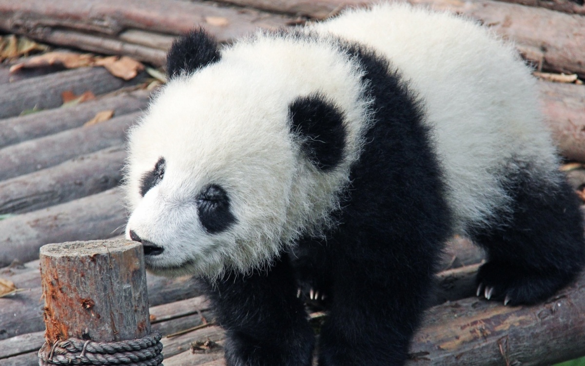 Day 5: Panda Valley