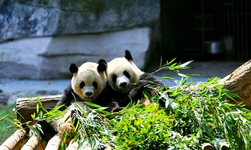 Chengdu_1