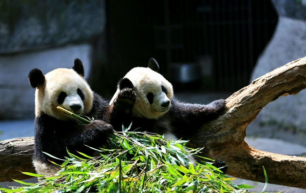 China Panda Tour