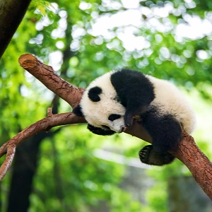 China Panda Tour