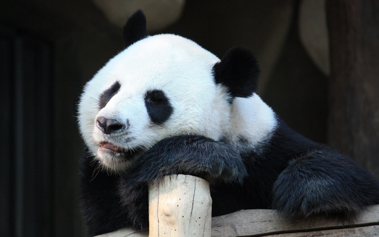Day 7: Chengdu