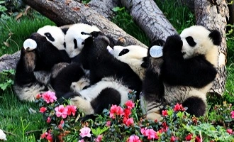Day 5: Chengdu