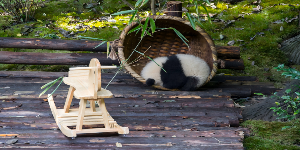 Day 2：Chengdu