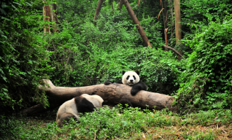 Day 5: Chengdu