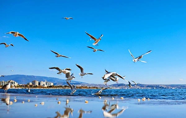 اليوم السادس: يوانانغ - يغمينغ