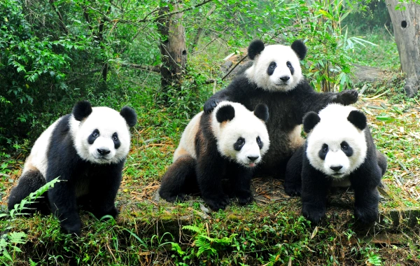 Day 3:  Chengdu