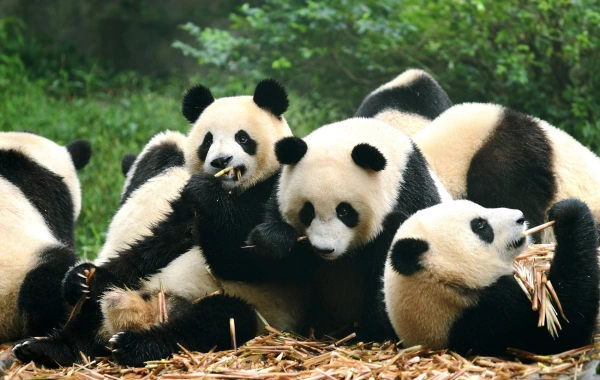Day 4: Panda Valley