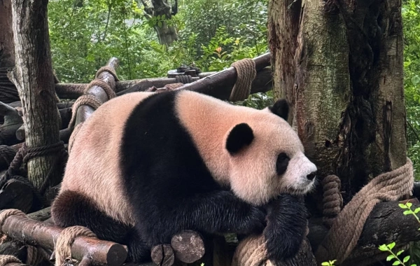 Day 10: Chengdu Departure