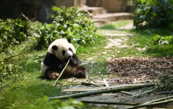 Day 2: Chengdu