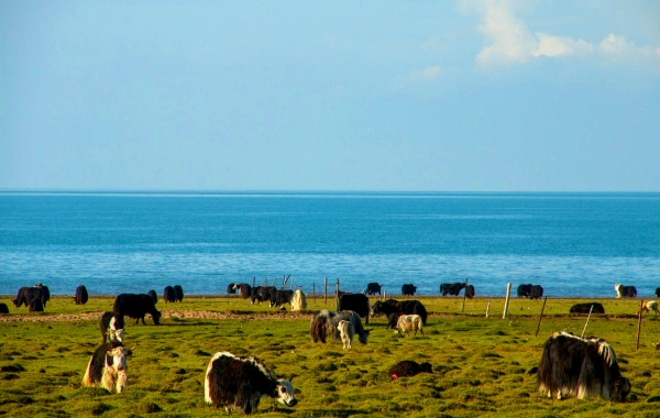 Giorno 2: Qinghai