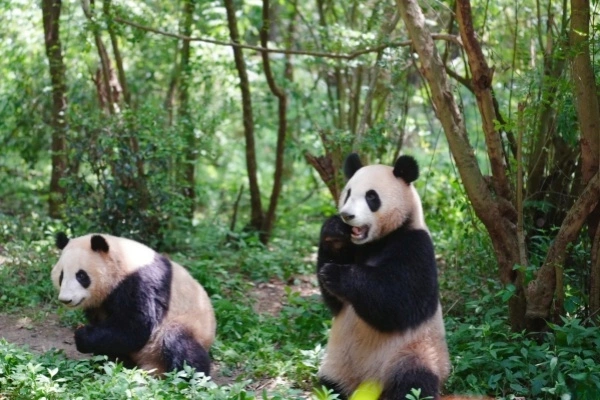 Day 10: Chengdu--Tibet