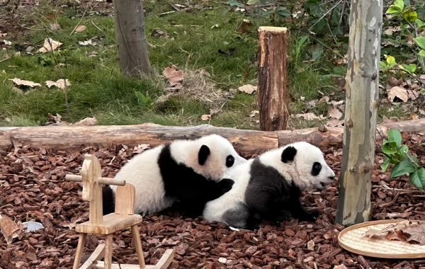 Day 8: Guilin-Chengdu