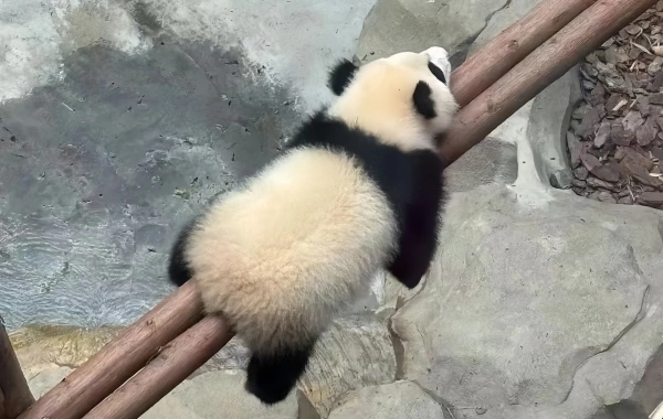 Tag 4: Jiuzhaigou Valley-Chengdu