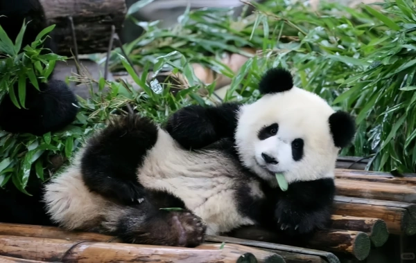 Tag 4: Jiuzhaigou Valley-Chengdu