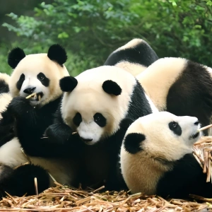 Sichuan Cultural Hiking Tour