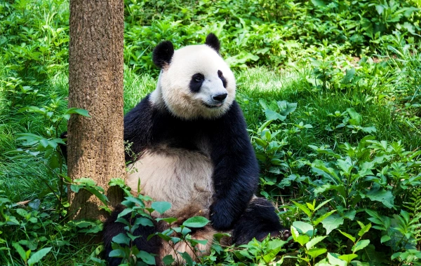 Day 1: Chengdu