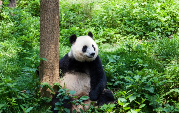 Day 7: Chengdu