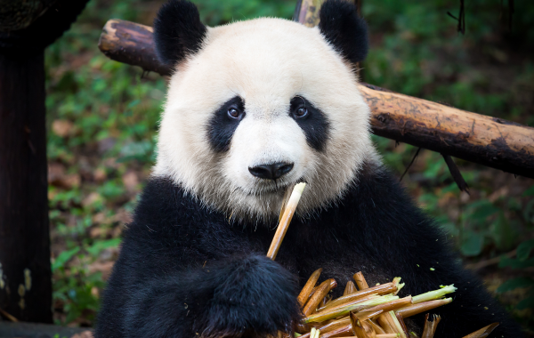 Day 2: Chengdu
