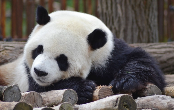 Jour 2 : Chengdu-Tibet