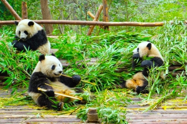 Jour 2 : Chengdu-Tibet